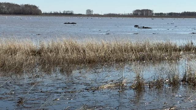 24.04.2026 Алтайский край, Кулундинская степь , Лебеди прилетели
