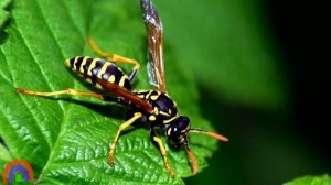 Насекомые для детей Развивающие мультики про животных Учим насекомых Обучающие мультики для малышей