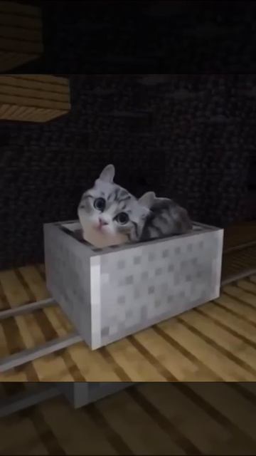 Котик на тележке