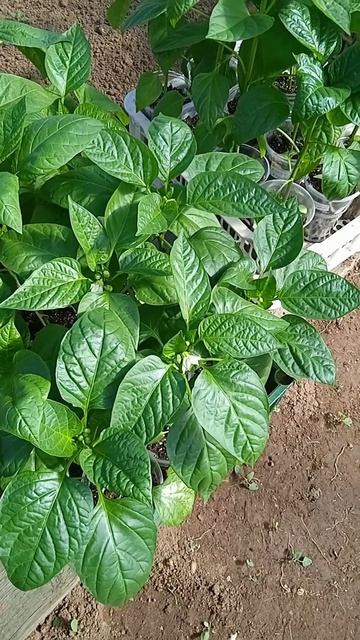 Почему нельзя заглублять стебель перца при высадке в грунт