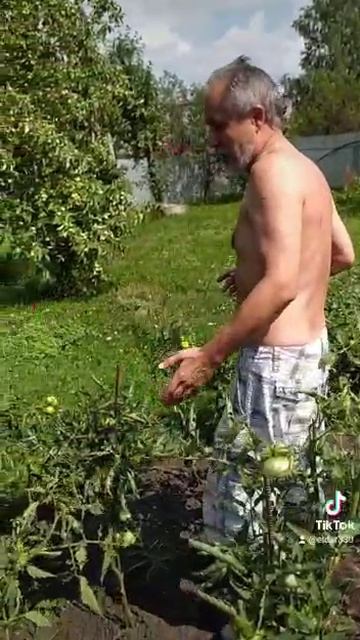 июль 2021г наши помидоры