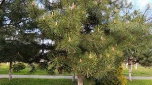 Мы гуляем в парке