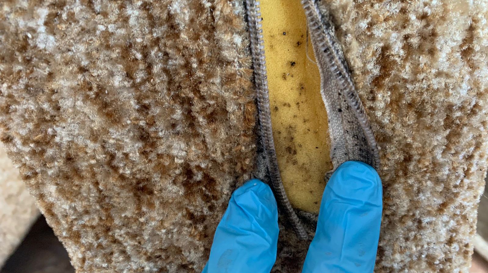 Нашли клопов в квартире? Мебель, кровать, матрас нужно ли выбрасывать? Служба Биотрикс в Люберцах