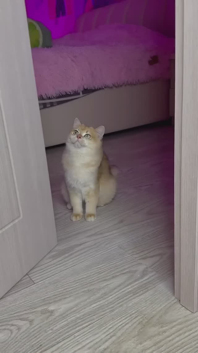 Почему все кошки так делают? #кошка