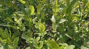 Заготовка мяты. Сушка в дегидраторе. Упаковка.