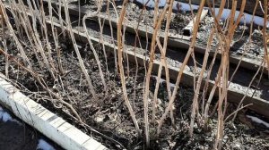 2387.  ВПЛ,мочевина под малину.Чем раньше,тем лучше!