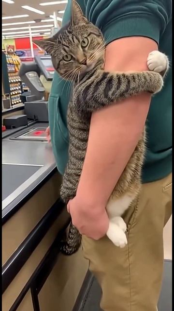 Кот в супермаркете