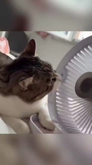 Котики развлекаются