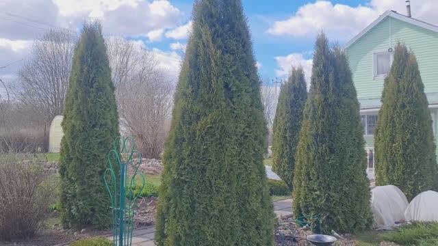 На даче 24.04.26г.🏡Обзор цветников!🌷Делаю дорожку в теплице.