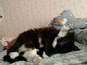 Мы с котом разговариваем с вами