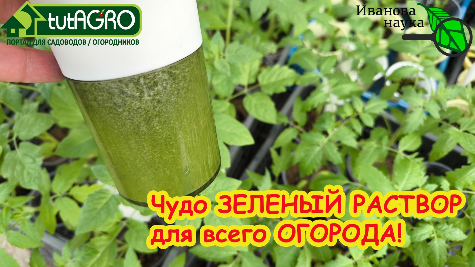 Залейте это под корень! Только ЭТО средство СПАСЕТ весь огород: защита и питание в одном флаконе.