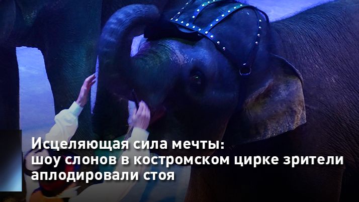 Исцеляющая сила мечты: шоу слонов в костромском цирке зрители аплодировали стоя