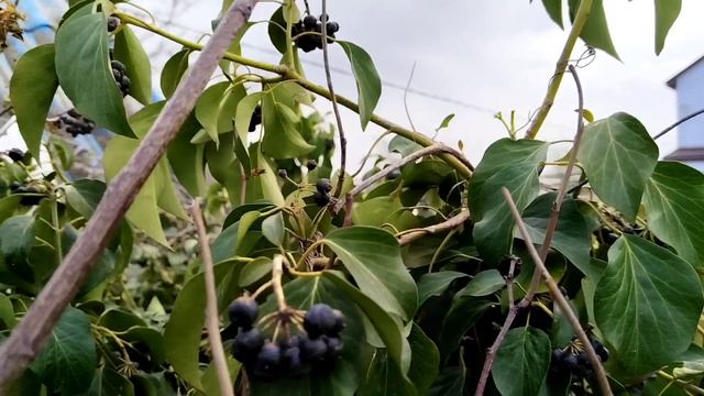 Курица вывела цыпленка на крыше 😏🤷♀️