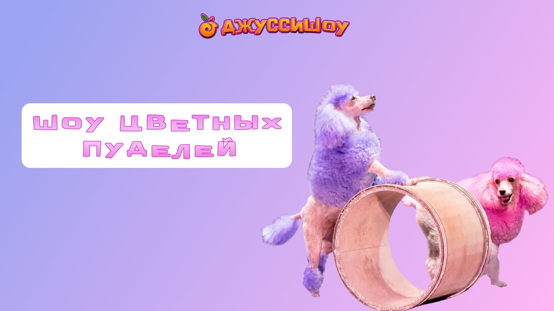 Шоу цветных пуделей
