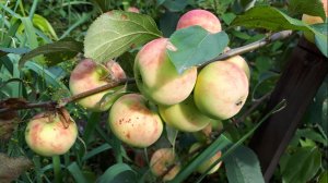 2380.  ВПЛ. О яблоне что знаю?