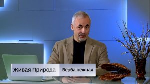 Живая природа. "Верба нежная"