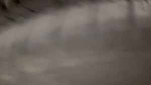 видео прадо 2