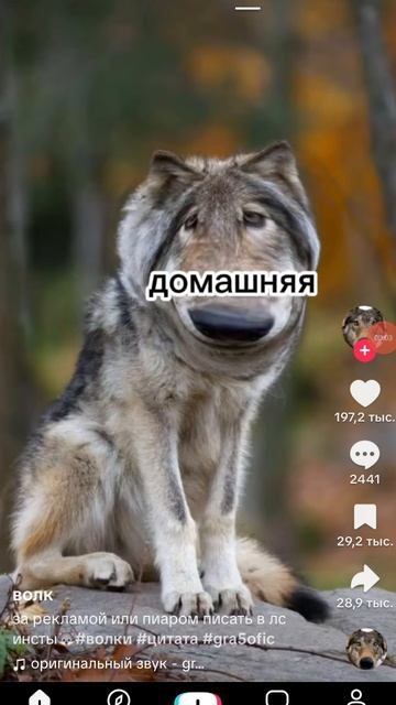 и снова волки 🤣