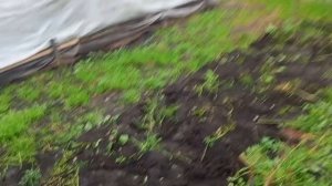 ЛИФТ ПРОЕХАЛ МИМО, ПЛОВ ВКУСНЫЙ