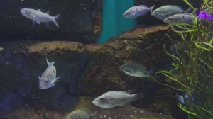 Глазчатая зеленушка. Хромис-ласточка. Рыбки. Рыбы. Подводный мир в объективе. Москвариум 2026