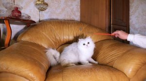 Джулия Гранд Персей