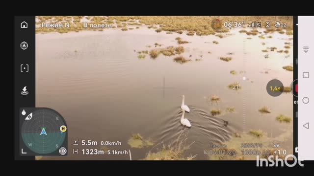 Лоси лебеди и бобровая делянка.