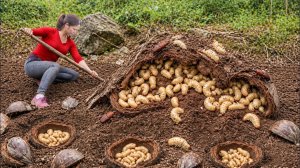 Сбор 500 личинок дикого кокосового жука — редкий деликатес из джунглей!