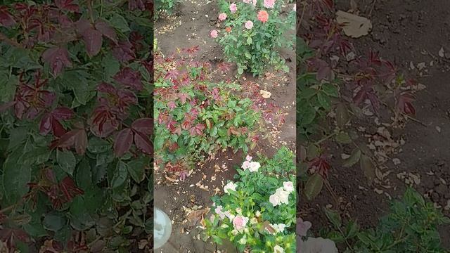 Пик цветения мет.гортензий и вторая волна цветения роз. Часть 2.