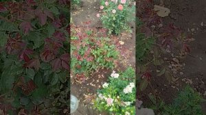 Пик цветения мет.гортензий и вторая волна цветения роз. Часть 2.