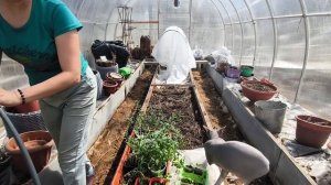 В Сибирь идёт жара. Рассаду на прогулку.