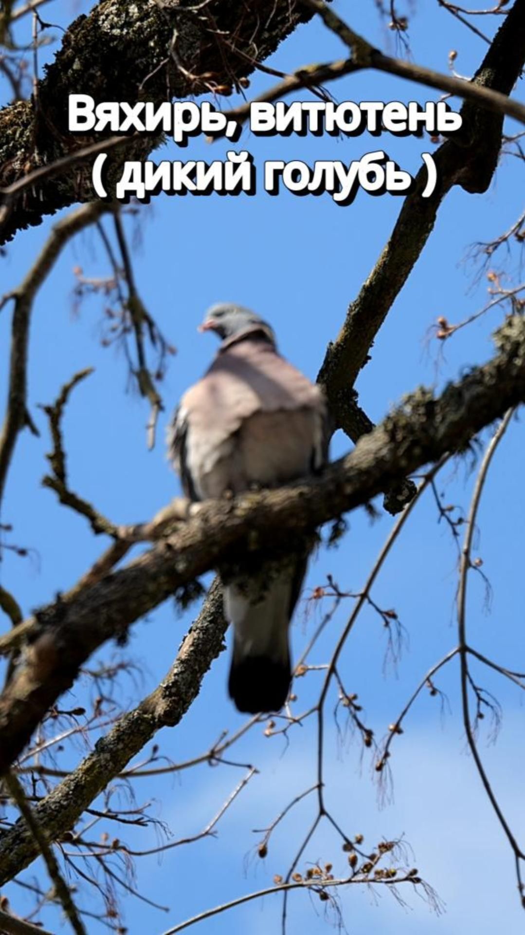 Вяхирь ( витютень , дикий голубь )