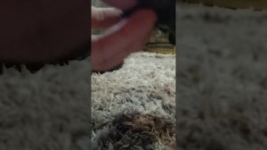 краш-тест Tesla cybertruck на бензине