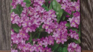 Посев незабудки