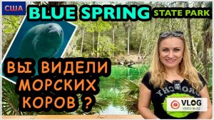 Выполняем обещание зрителям/ Морские коровы. Кто это?/ Парк Blue Spring/ Manatee/ США/ Флорида