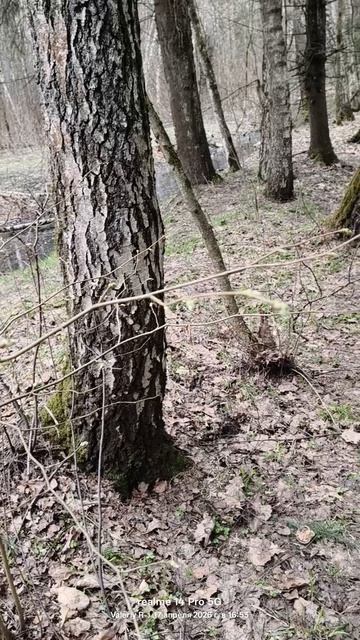 Прогулка вдоль ручья  17.04.2026