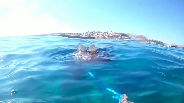 Ядовитая рыба-шар Фугу.