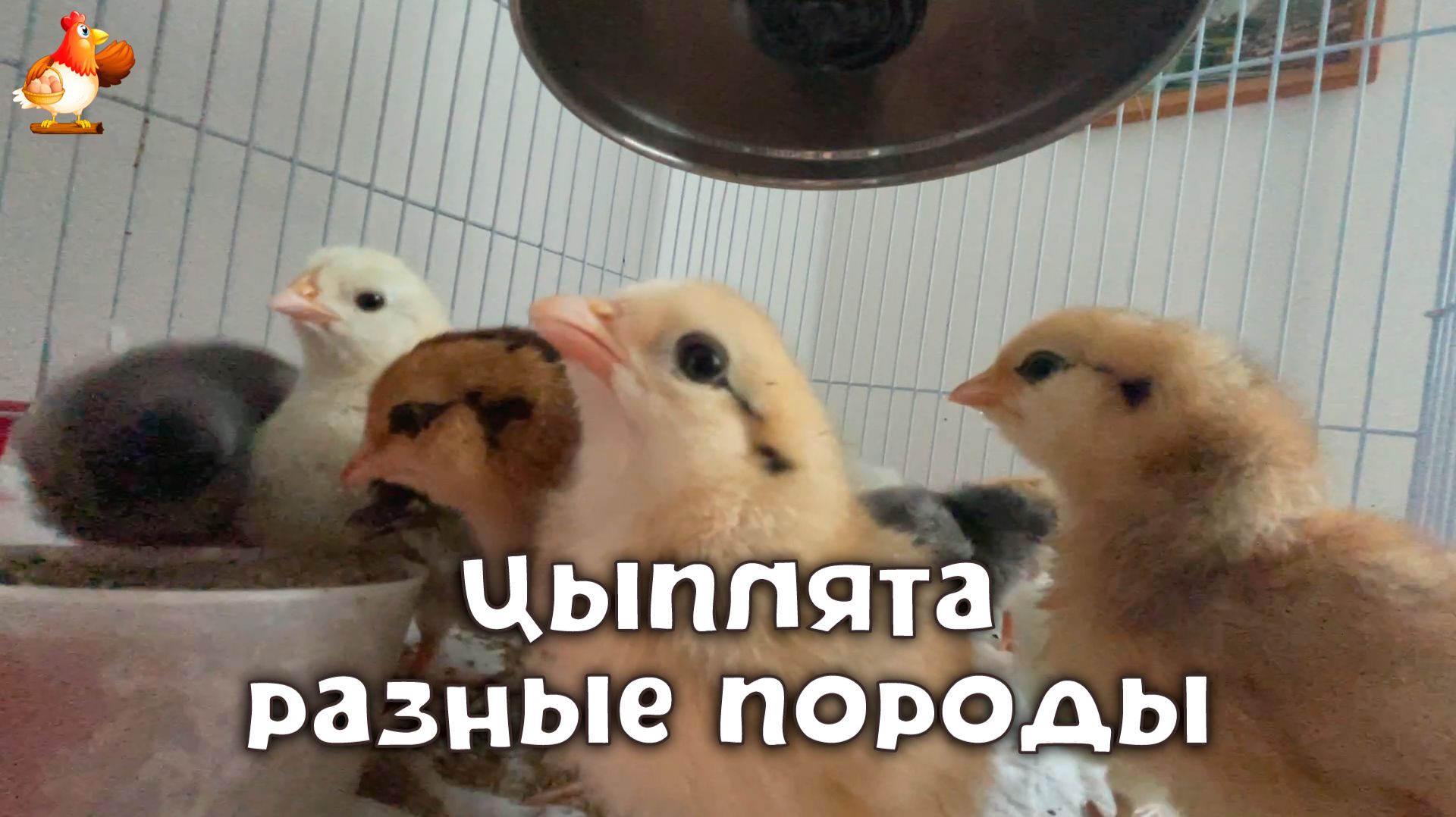 Цыплята разных пород в возрасте 3-5 дней живут в клетке под лампой