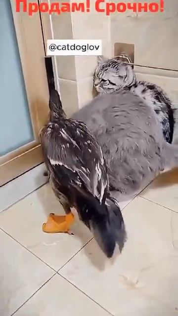 ПОЗИТИВЧИК  0006  Продам! Срочно!