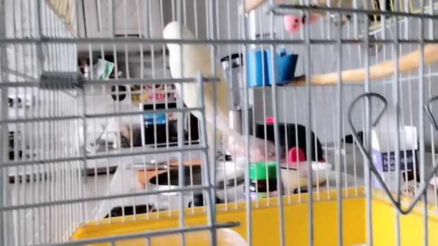 как купается Робин