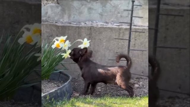 VID_20260424_154333_365.mp4