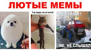 Лютые мемы. Стрижка - яйцо и странное авто!