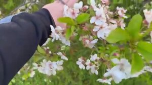 Жизнь вне орхидей - ПСИХАНУЛ вчера и не стал растягивать это на неделю- ЧТО с цветами и РОЗОЙ