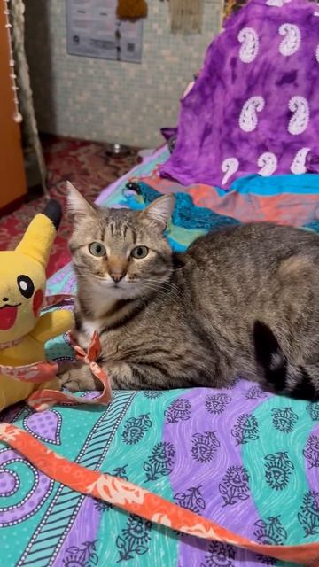 Зиточка завораживает взглядом😻🤩😍💞🐈🤪