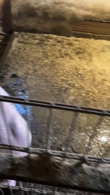 Ремонтные свинки Ф1, куплены на племя, генетика с сгц знаменского 24-04-2026