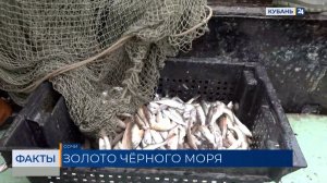 Сезон вылова барабули начался в Краснодарском крае