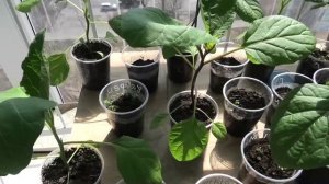 Баклажаны 24 апреля