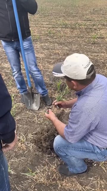 Как проходит консультация по технологии прямого посева? Эксперт Р.Н. Ратников