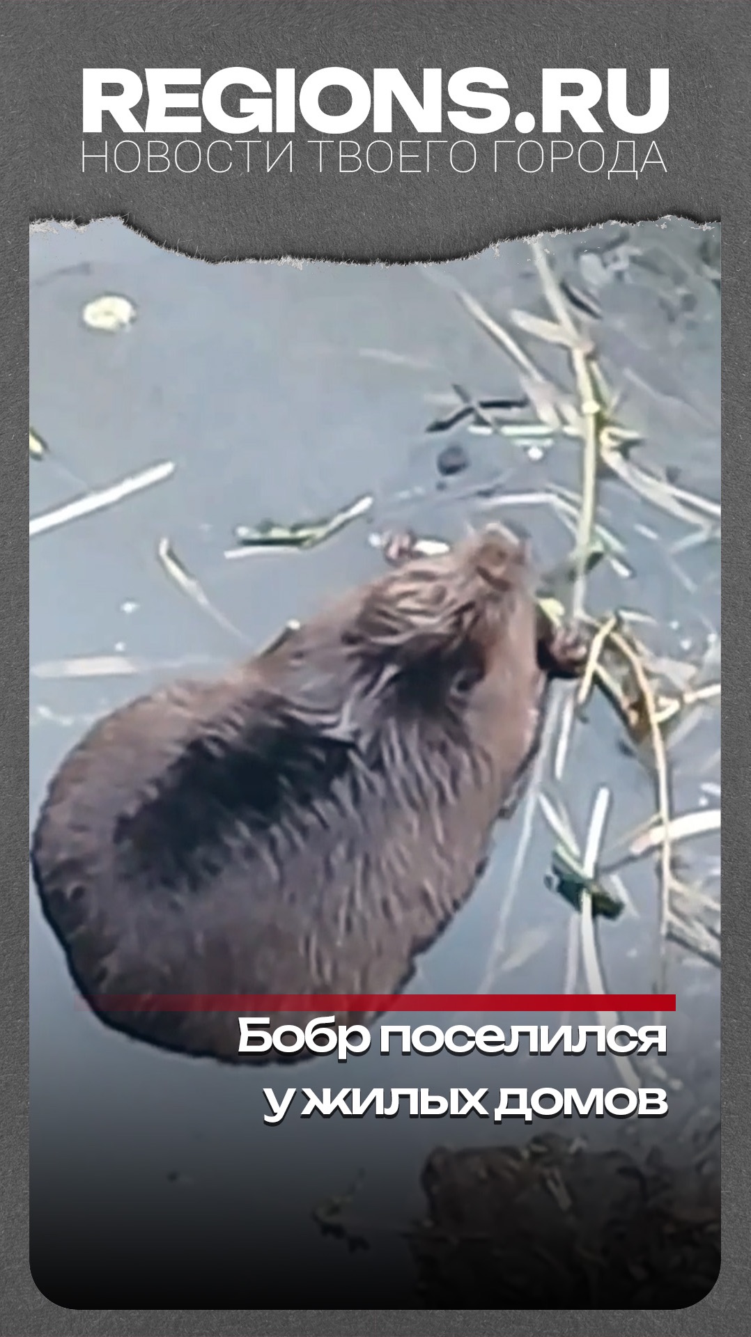 Бобр поселился у жилых домов