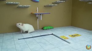 Хомячок убегает от крокодила и кальмара в мраморном лабиринте! часть 6