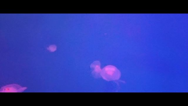 Океанариум